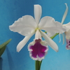 Cattleya labiata f.semi-alba