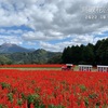 鳥取、島根2泊3日女ひとり旅　⑤鳥取花回廊〜島根の料理が美味しい「松琴館」に泊まってきたの巻