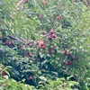 プラムを山ほど貰ったので