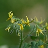 ◆ハーブの花（大多喜ハーブガーデン）
