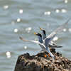 甲子園浜の鳥たち