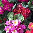 ミドラー探訪記