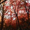 紅葉狩（３）