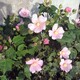 いまごろ芙蓉の花