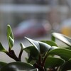 うちの観葉植物がいつの間にか育ちまくってる！コツは放置プレイ！？