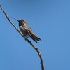 アンナハチドリ(Anna&amp;#039;s Hummingbird)