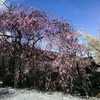 光前寺の桜！