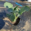 ジョギングが続いている。と野菜を植える。
