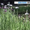 肥後花菖蒲咲き始める