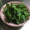 新メニュー！（笑）春菊とレトルトカレーのコラボレーションの極致！…かな？（笑）#加哩屋カレー