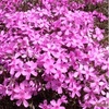 大空町東藻琴の芝桜公園に芝桜を見に行ってきましたが見頃は・・・