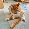 2025年愛猫のシャンプーDay。