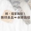 続・猫草栽培！無印良品→水耕栽培