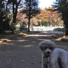 世田谷公園の紅葉