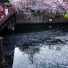 京急　大岡川の浮遊桜