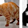死ぬ間際の猫が姿を消すのはなぜ？