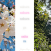 近所の桜が咲きました