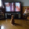 猫も孫もテレビが大好き！