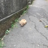 半年ぶりに電車に乗って、考古学博物館へ行きました