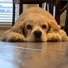 3月1日　ラブリー老犬17歳