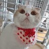 前掛け