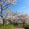 静かな桜道