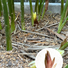 君たちは黄色いミョウガの花や白菜の花を知ってるかい？