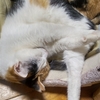 睡眠不足からの怒涛の眠り。