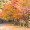 そろそろ紅葉シーズン！ぶらりロケハン〜白藤の滝〜