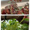 バラの蕾みっけ！とシャインマスカットの花♪