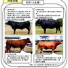 和牛のお話①