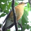 Orange-headed Thrush オレンジツグミ（インドの鳥その28）