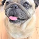 パグと日々のこと