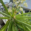 【ユッカ（青年の木）】鉢植えして屋外（バルコニー）で放置管理～4年間の成長と珍しい白花の開花！