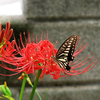 紅白の彼岸花