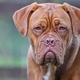 ボルドー・マスティフってどんな犬なの？特徴や性格・飼い方を解説！