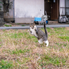 隣県離島のねこさん