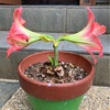 インソール交換