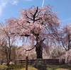 円山公園　～桜守が心をつなぐ祇園しだれ桜