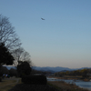 鴨川の水鳥たちと夕景。-カワアイサ-