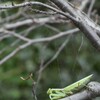 2階のベランダで、目の高さにカマキリ