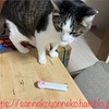 キャティーマン レーザー ニャンだろ～光線 押入れを整理してたらでてきた、懐かしの猫のおもちゃ