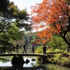 駅からハイキング・幼なじみの思い出と共に歩く。都心の鮮やかな紅葉と昔ながらの谷根千散策 　(11/20～11/30)　　　2015.11.28（土）