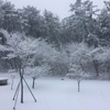 雪は邪魔者？