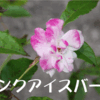 2010/06/04　ピンクアイスバーグ