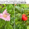 ７月後半の花 in 平塚花菜園１／はまなすを詠んだ短歌　　今最も元気なサルスベリ・ムクゲ，とても珍しいタキユリ．やや早いリコリス．ワスレグサ園芸種ヘメロカリス．そして，ハマナス（ハマナシ）の園芸種ハイブリッドルゴサ．　潮（しほ）かをる北の浜辺の／砂山のかの浜薔薇（はまなす）よ／今年も咲けるや　石川啄木　　砂の花おのづから生るとふ説もたのし吹浦（うくら）の浜のハマナシ摘みて　鹿児島寿蔵　　オホーツクの潮（うしほ）とどろく草丘にすがれんとして赤き玫瑰（はまなす）　宮柊二