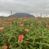 Greendale Acres　チリワックでU Pick Flowers