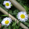 ヒメジョオン Erigeron annuus