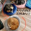 きなこちゃんとミケ茶、つみれちゃんがいっぱい16　猫3匹と暮らす夫婦