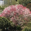 花桃の木の満開
